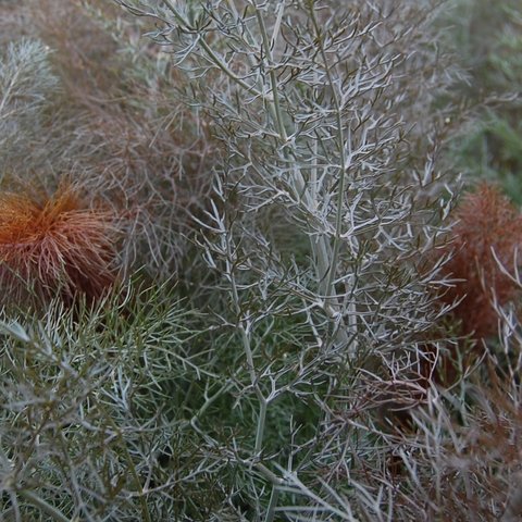 Bronze Fennel Herb 12cm