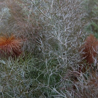 Bronze Fennel Herb 12cm