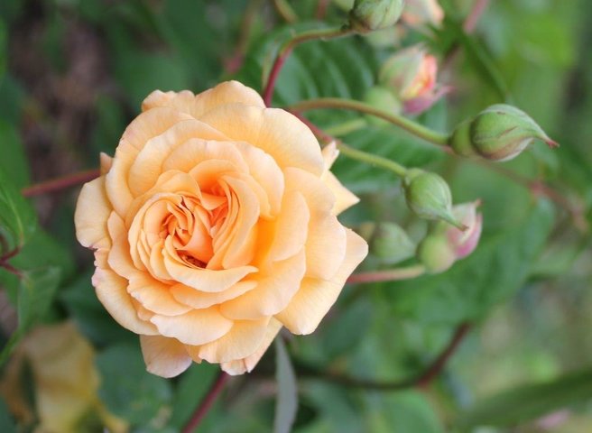 Buff Beauty Shrub Rose