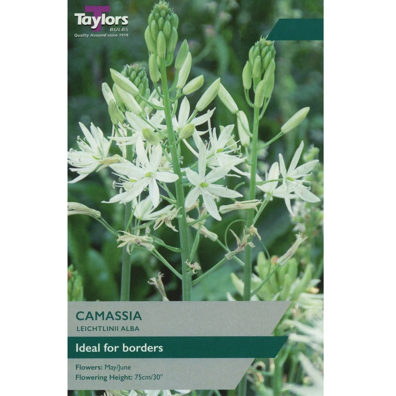 Taylors Camassia Leichtlinii Alba