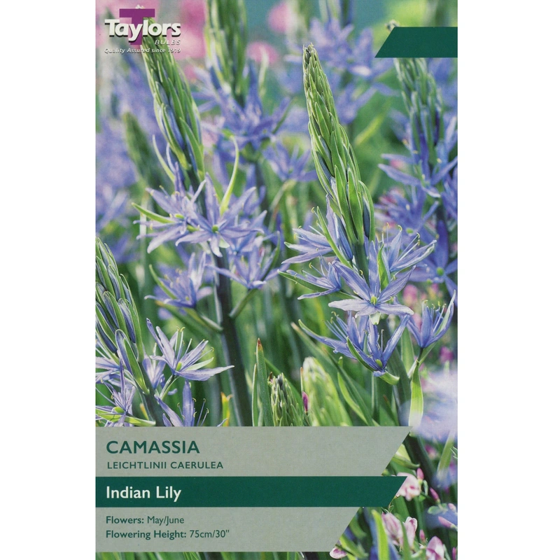 Taylors Camassia Leichtlinii Caerulea