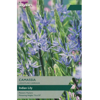 Taylors Camassia Leichtlinii Caerulea