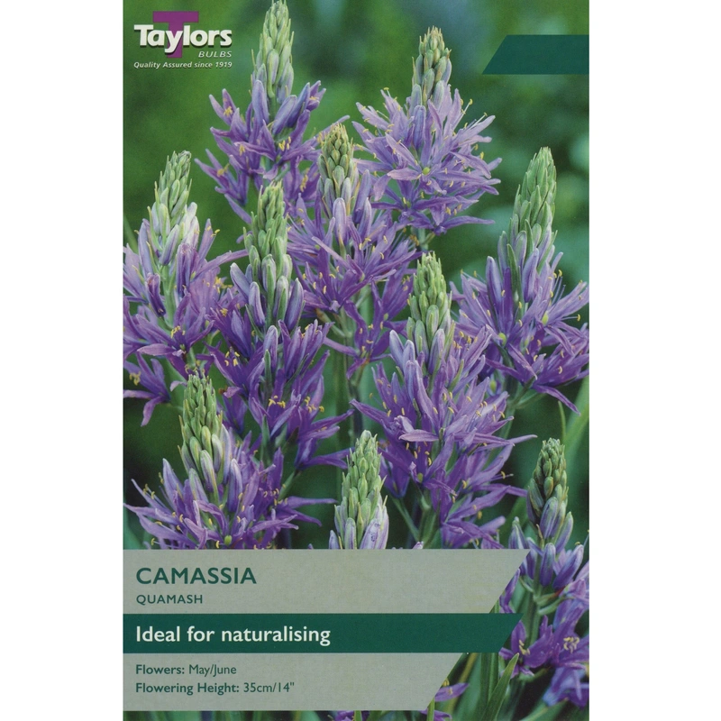 Taylors Camassia Quamash