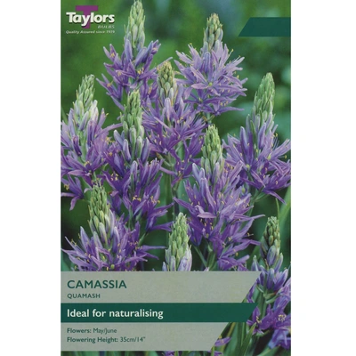 Taylors Camassia Quamash