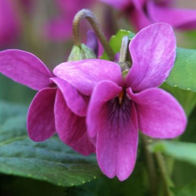 Candy Odorata Violet