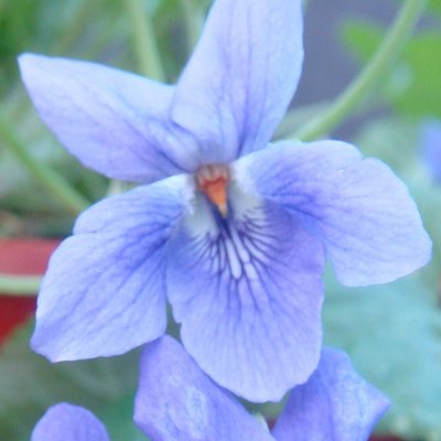 Carol Lockton Odorata Violet