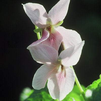 Carol Odorata Violet