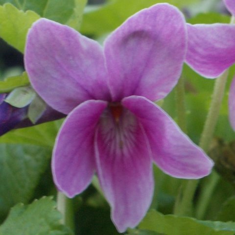 Catalina Odorata Violet