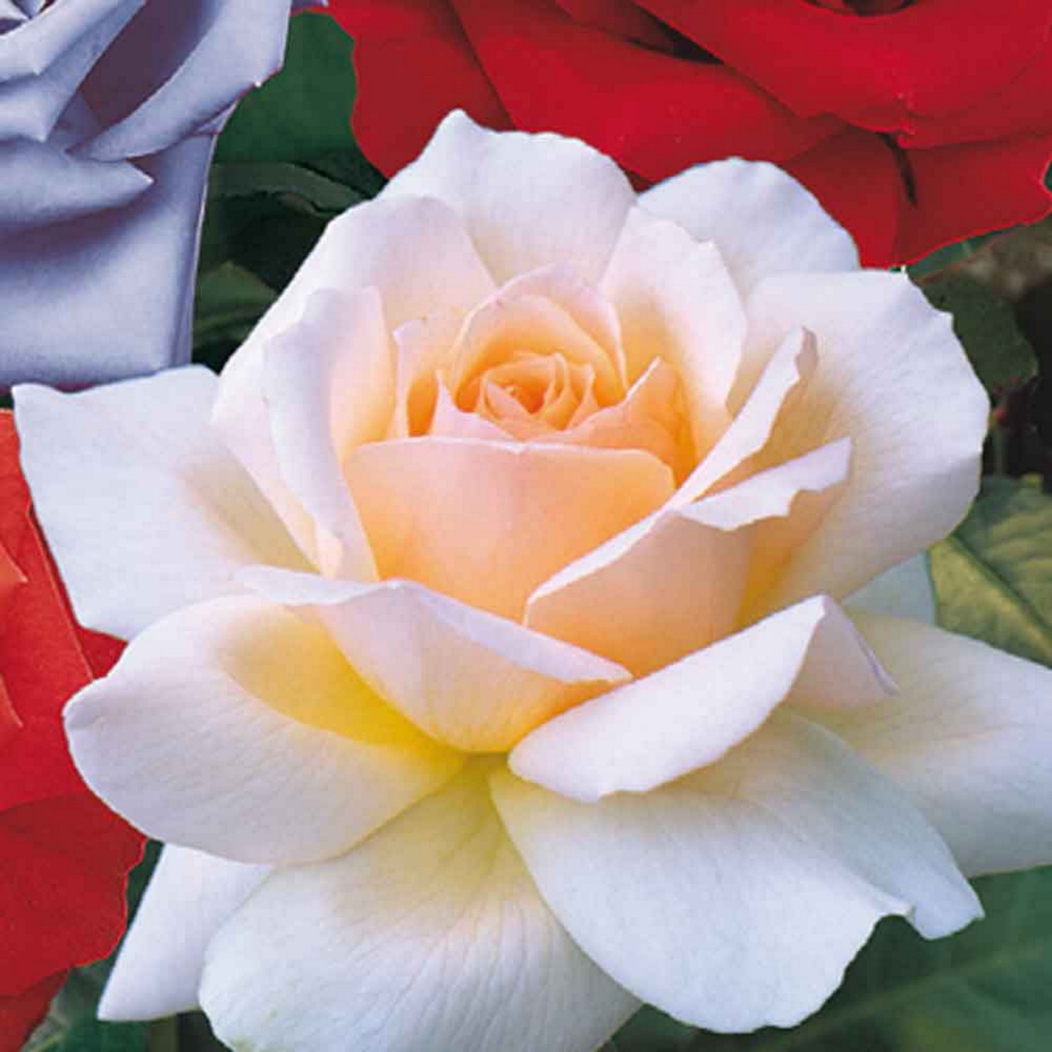 Tandrow Roses Hybrid Tea Rose Chandos Beauty - Groves Nurseries & Garden Centre