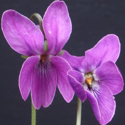 Charles William Groves Odorata Violet