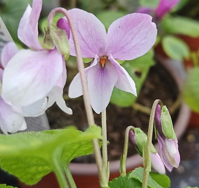 Charles Winston Groves Odorata Violet