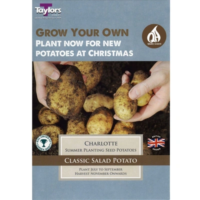 Taylors Potato Charlotte Second Cropping