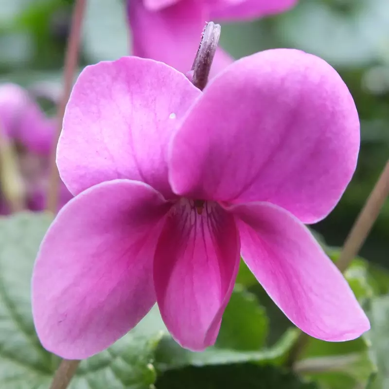 Charm odorata Violet