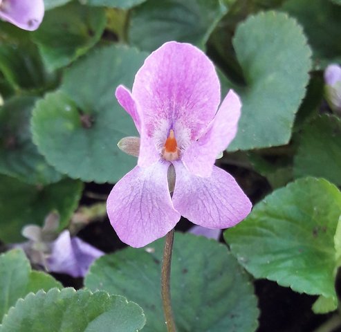 Chamante Elvire Viola Odorata