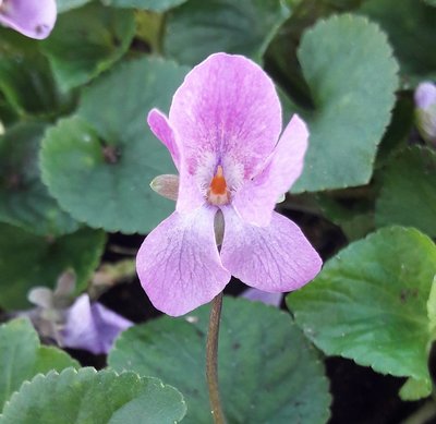 Chamante Elvire Viola Odorata