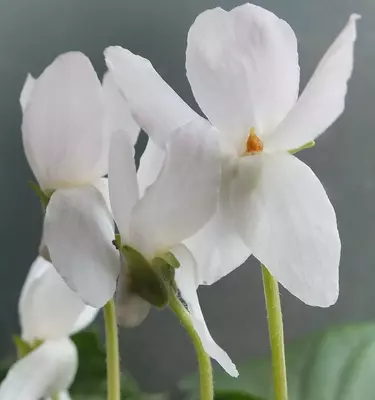 Cheri odorata Violet