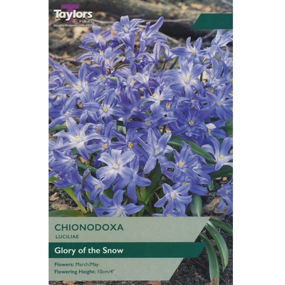 Taylors Chionodoxa Luciliae