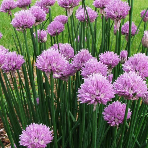 Chives Herb 12cm