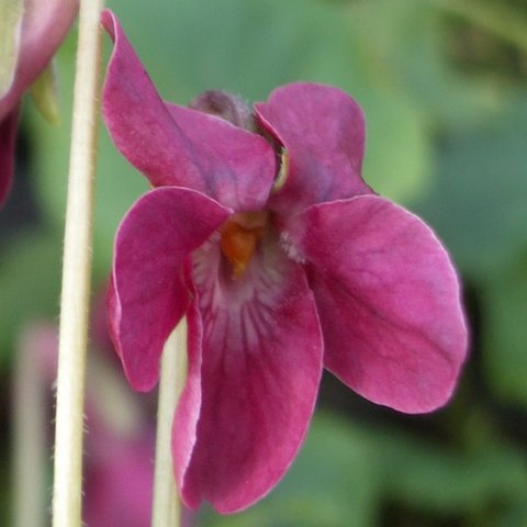 Chloe Odorata Violet