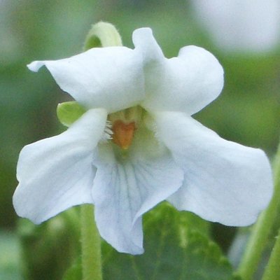 Christmas Odorata Violet