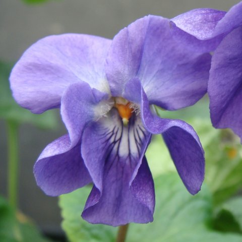 Christopher William Groves odorata Violet