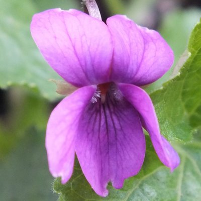 Cinema Bizarre odorata Violet
