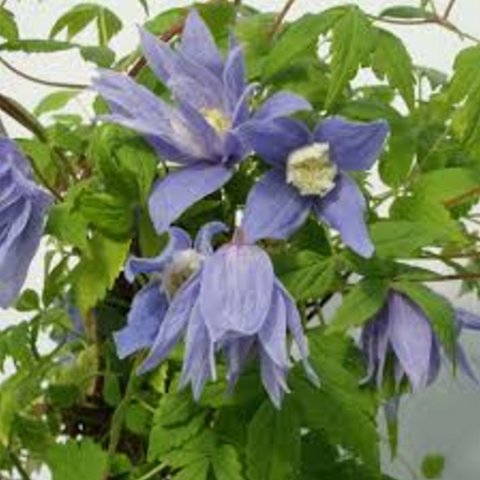 Clematis alpina Francis Rivis