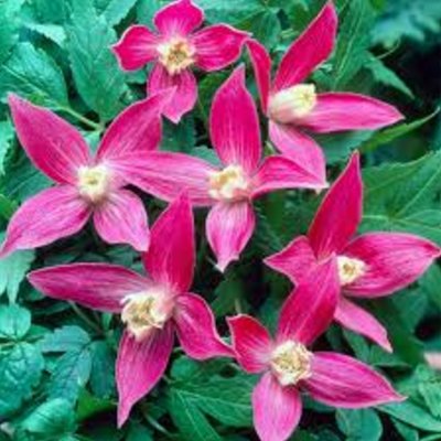 Clematis alpina Ruby