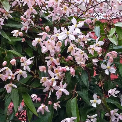 Clematis armandii Apple Blossom