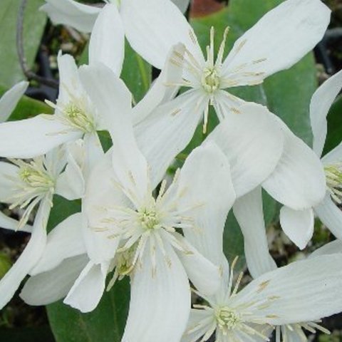 Clematis armandii Snowdrift