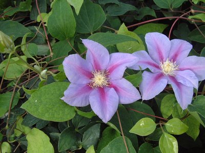 Clematis Barbara Jackman