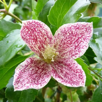 Clematis cirrhosa Freckles