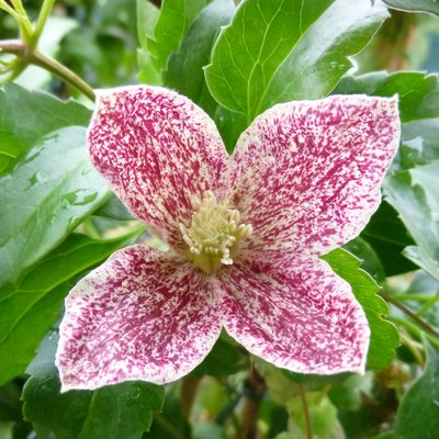 Clematis cirrhosa Freckles