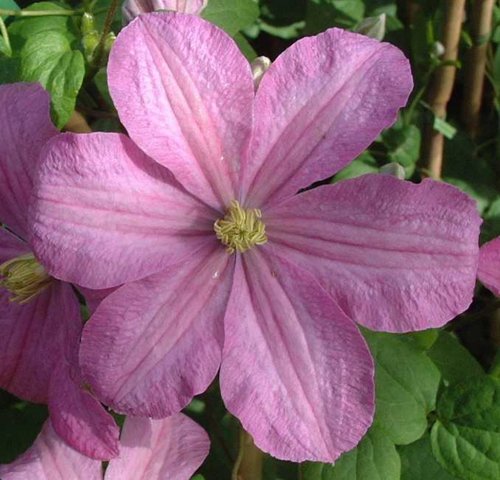 Clematis Comtesse de Bouchard