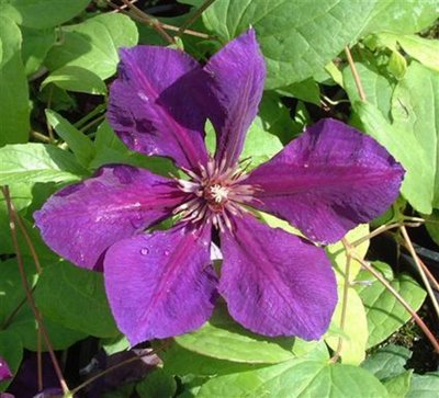 Clematis Gipsy Queen