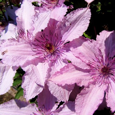 Clematis Hagley Hybrid