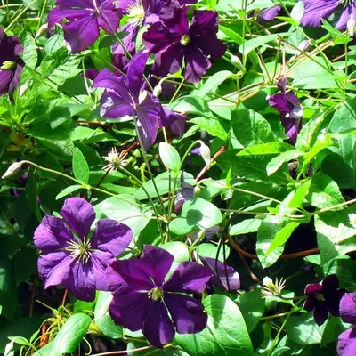 Clematis Jackmanii