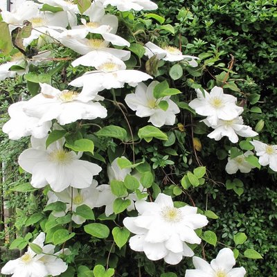 Clematis Marie Boisselot