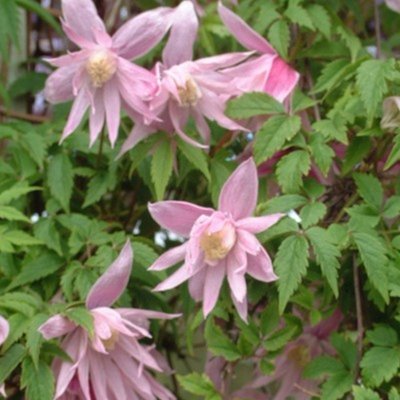 Clematis Markhams Pink