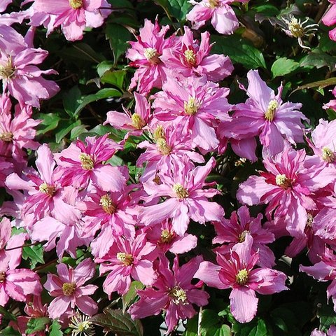 Clematis Montana Broughton Star