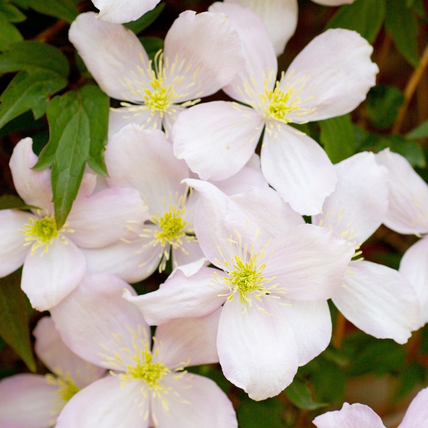 Clematis Montana Elizabeth Groves Nurseries Garden Centre