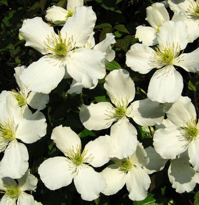 Clematis Montana Grandiflora