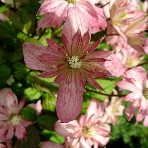 Clematis Montana Marjorie