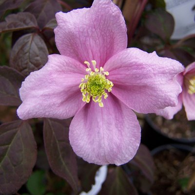 Clematis Montana Mayleen