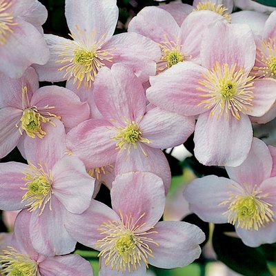 Clematis Montana Pink Perfection