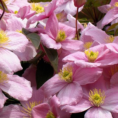 Clematis Montana Rubens