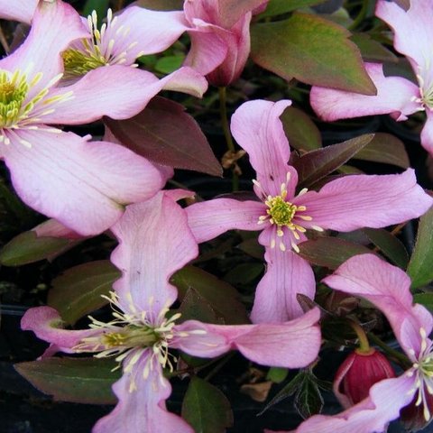 Clematis Montana Warwickshire Rose