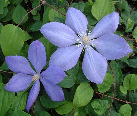 Clematis Mrs Cholmondeley