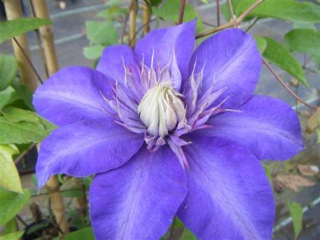 Clematis Multi Blue