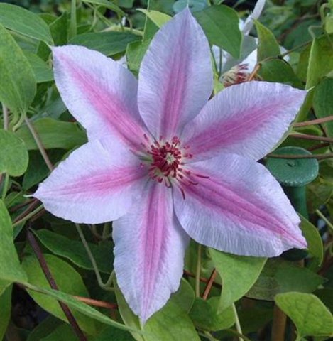 Clematis Nelly Moser